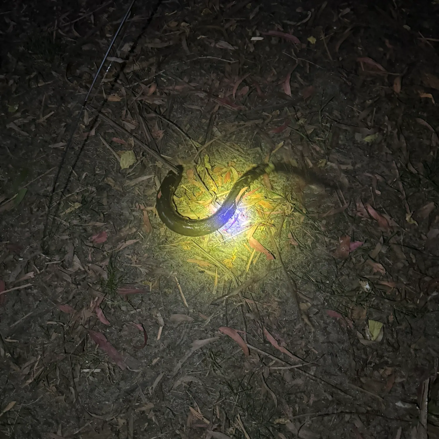 The most recent Shortfin eel catches on Fishbrain