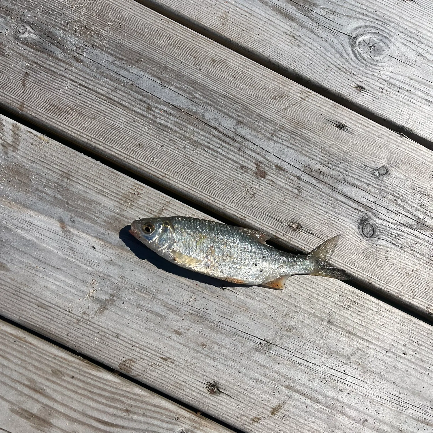 Fish caught on Fishbrain