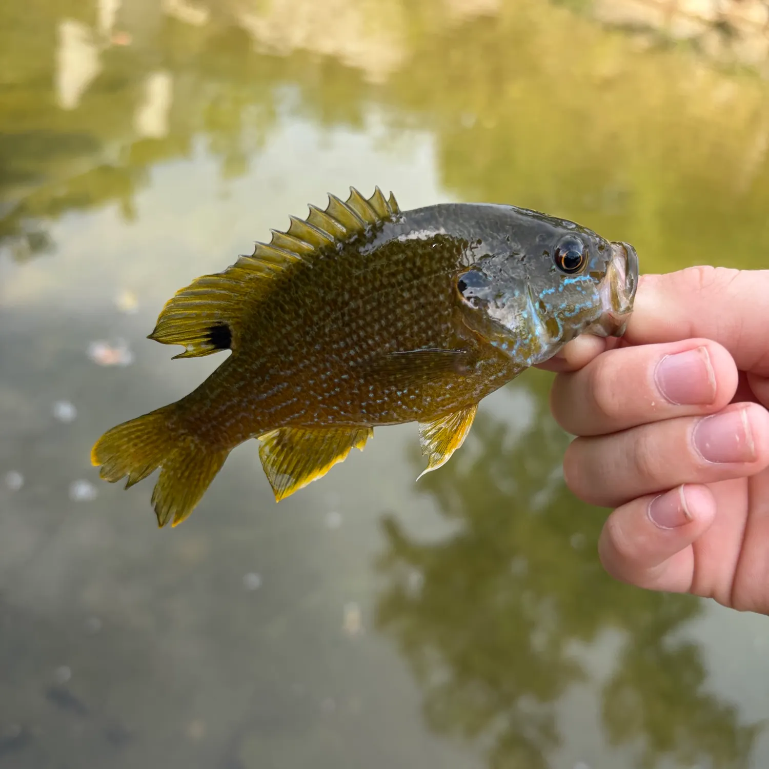 Green sunfish caught on Fishbrain