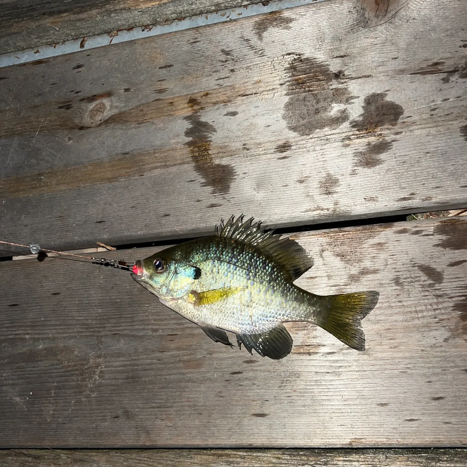 recently logged catches