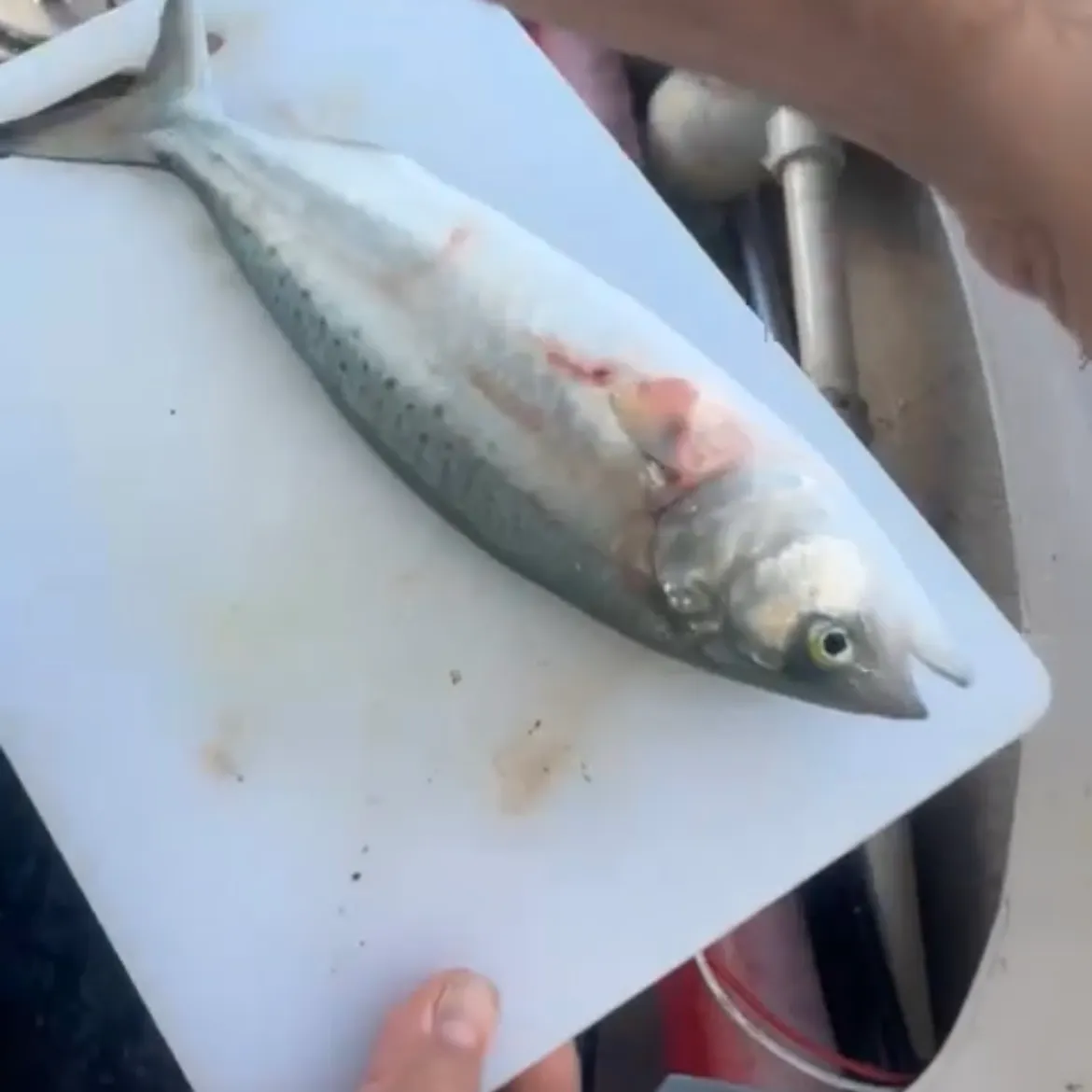 Eastern Australian salmon caught on Fishbrain