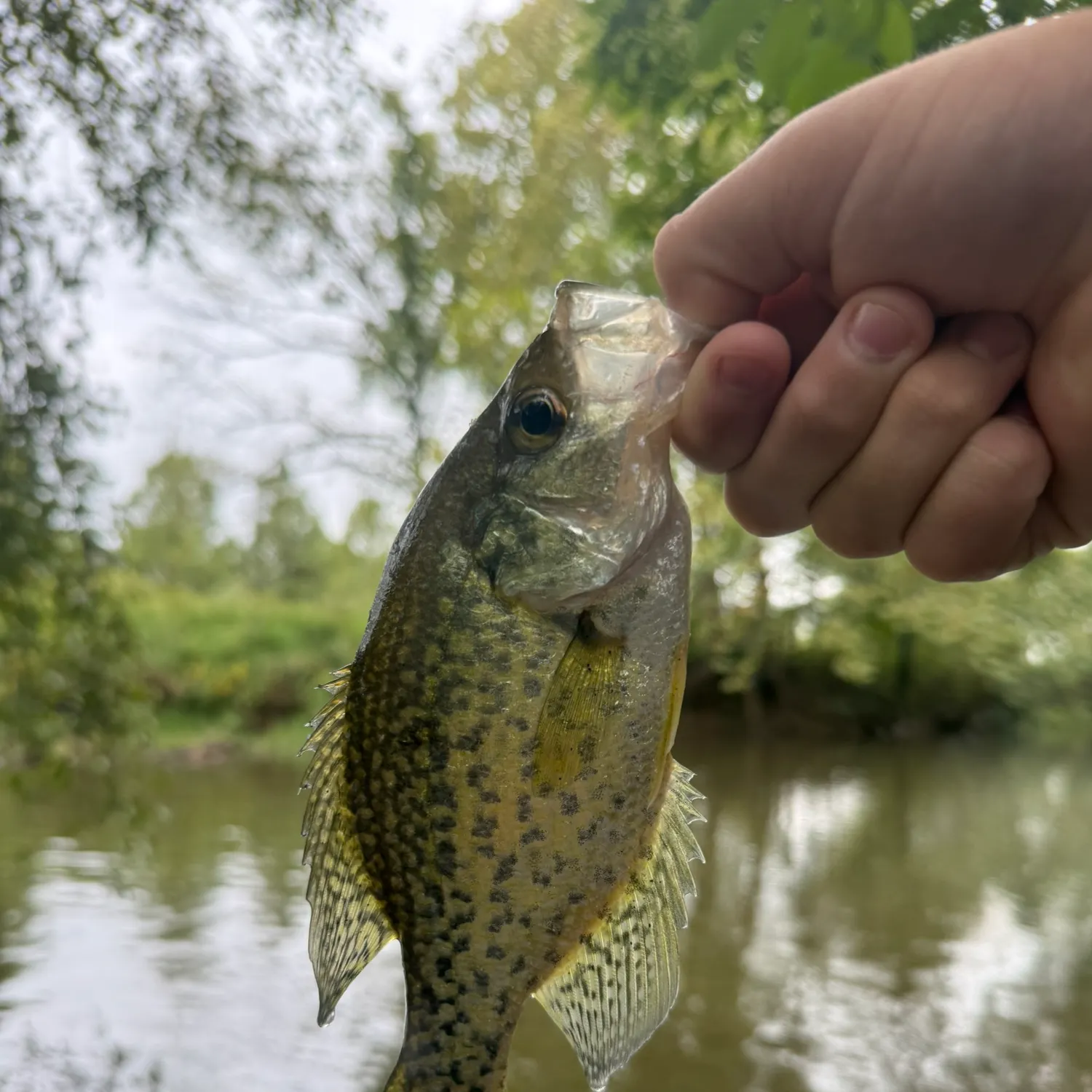 Black crappie caught on Fishbrain
