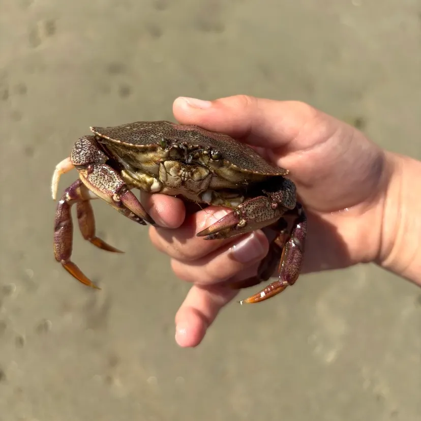 The most recent Red rock crab catches on Fishbrain