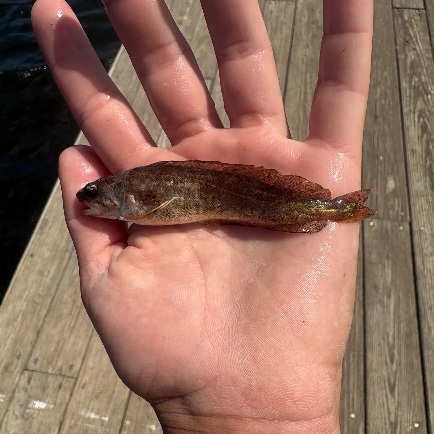 The most recent Rock cod catches on Fishbrain
