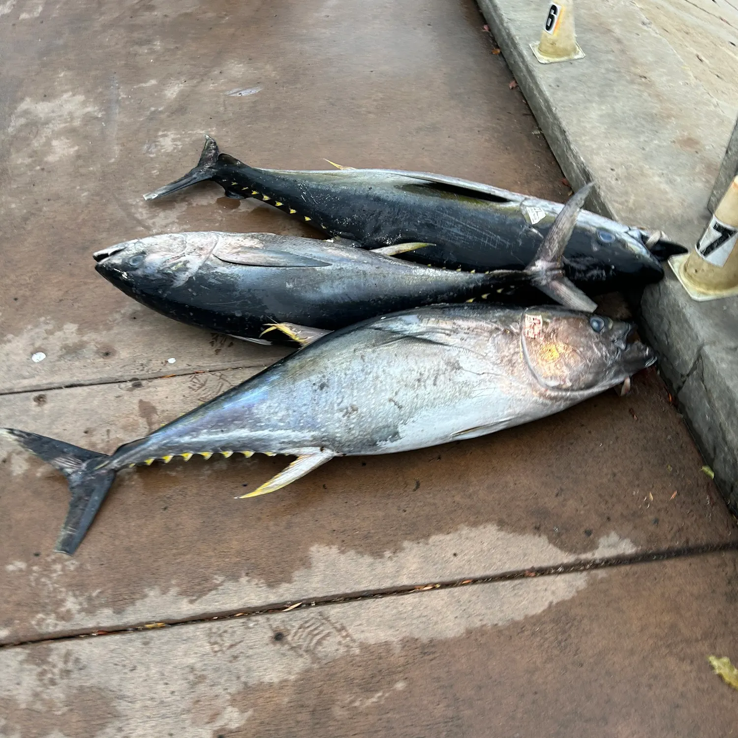 The most recent Pacific bluefin tuna catches on Fishbrain