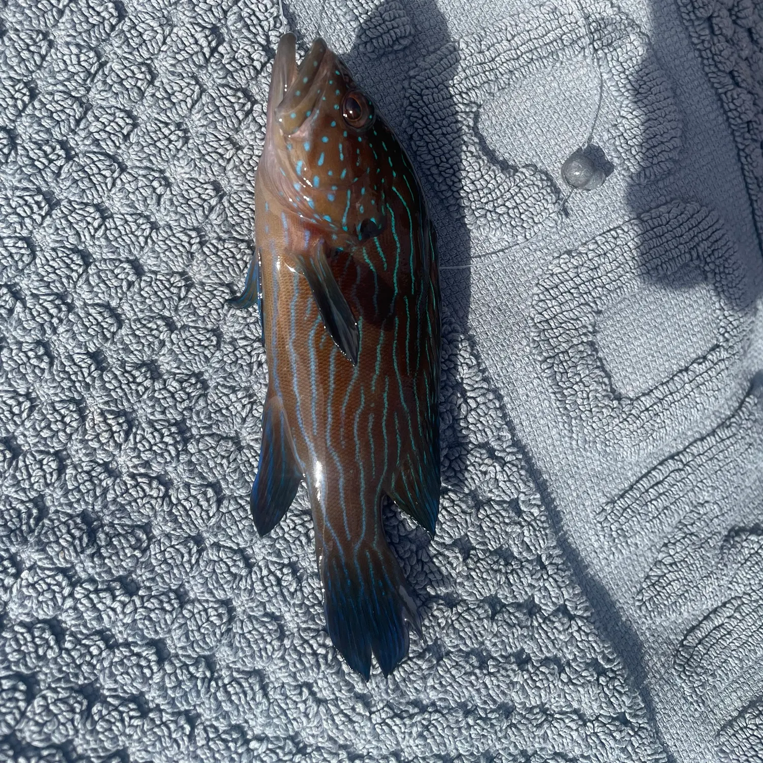 ᐅ Ao Bang Po fishing reports🎣• Surat Thani, Thailand fishing