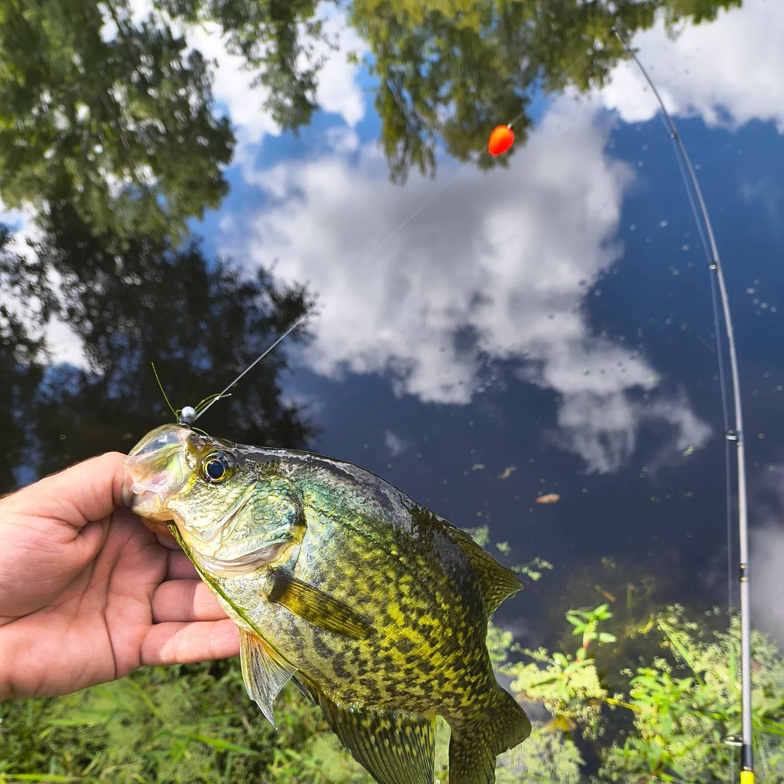 Black crappie caught on Fishbrain