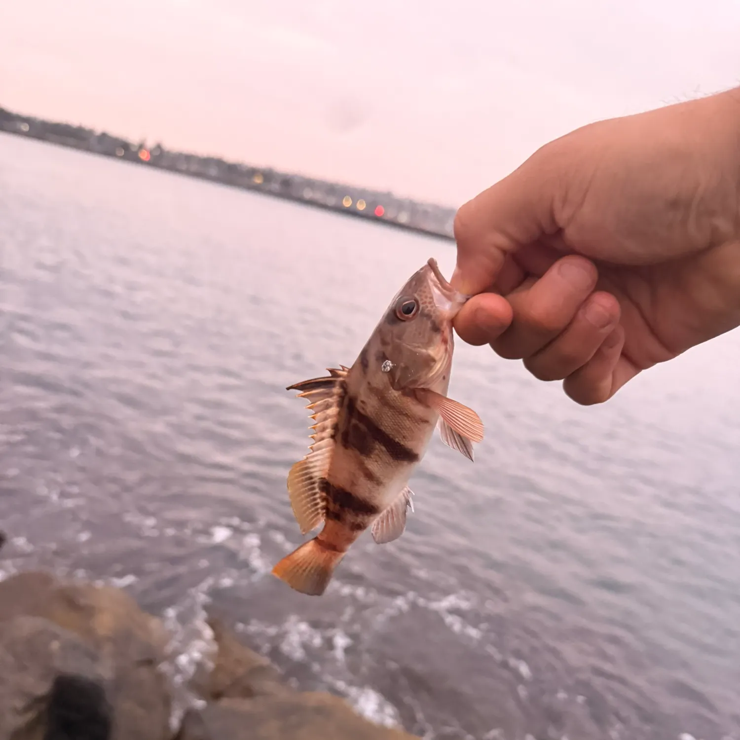 Barred sand bass caught on Fishbrain