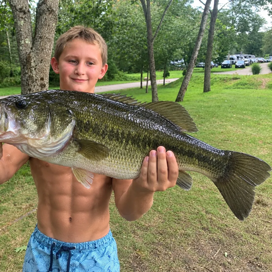 Largemouth bass caught on Fishbrain