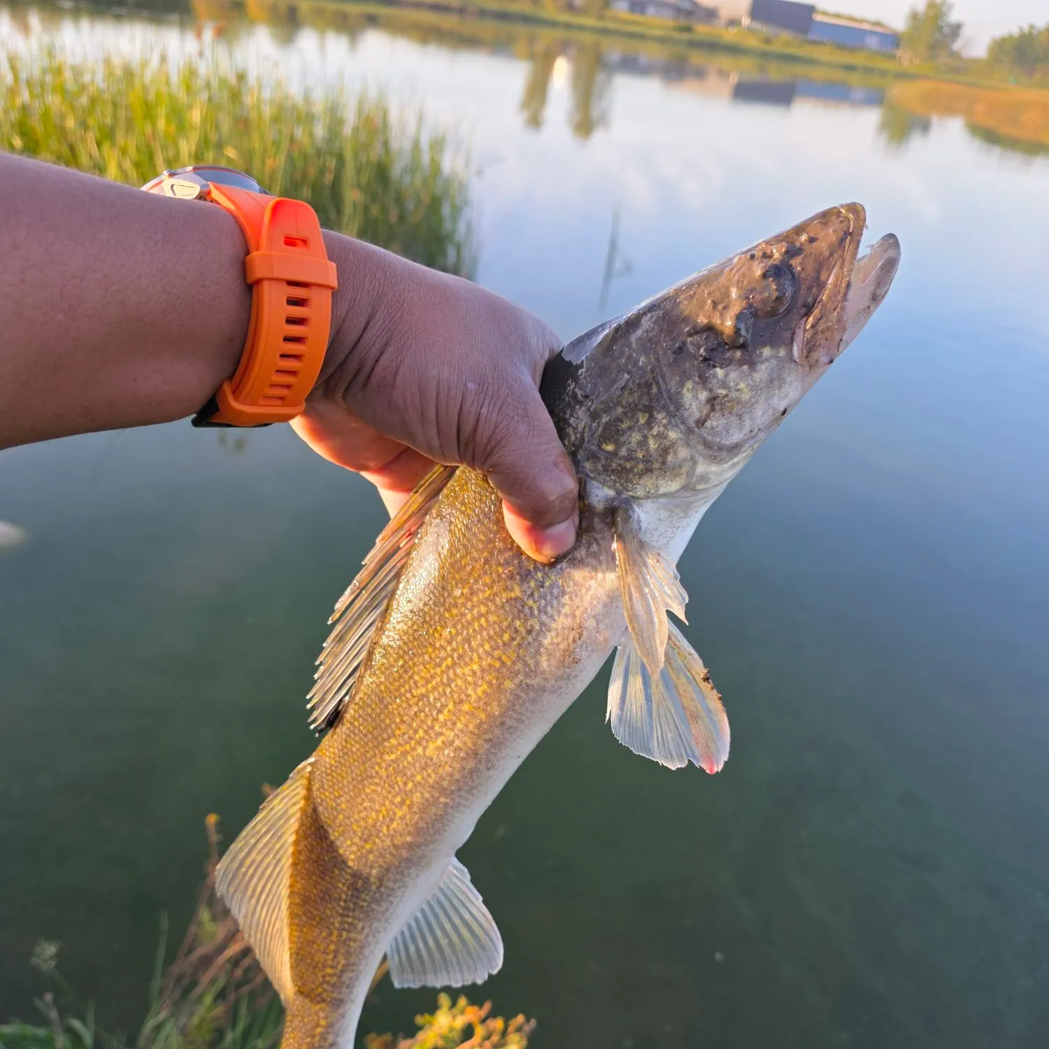 Walleye caught on Fishbrain