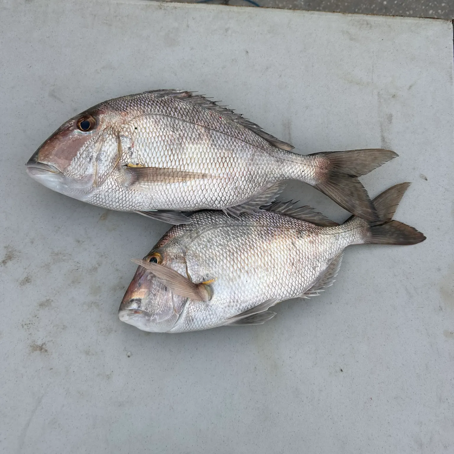 The most recent Pacific porgy catches on Fishbrain