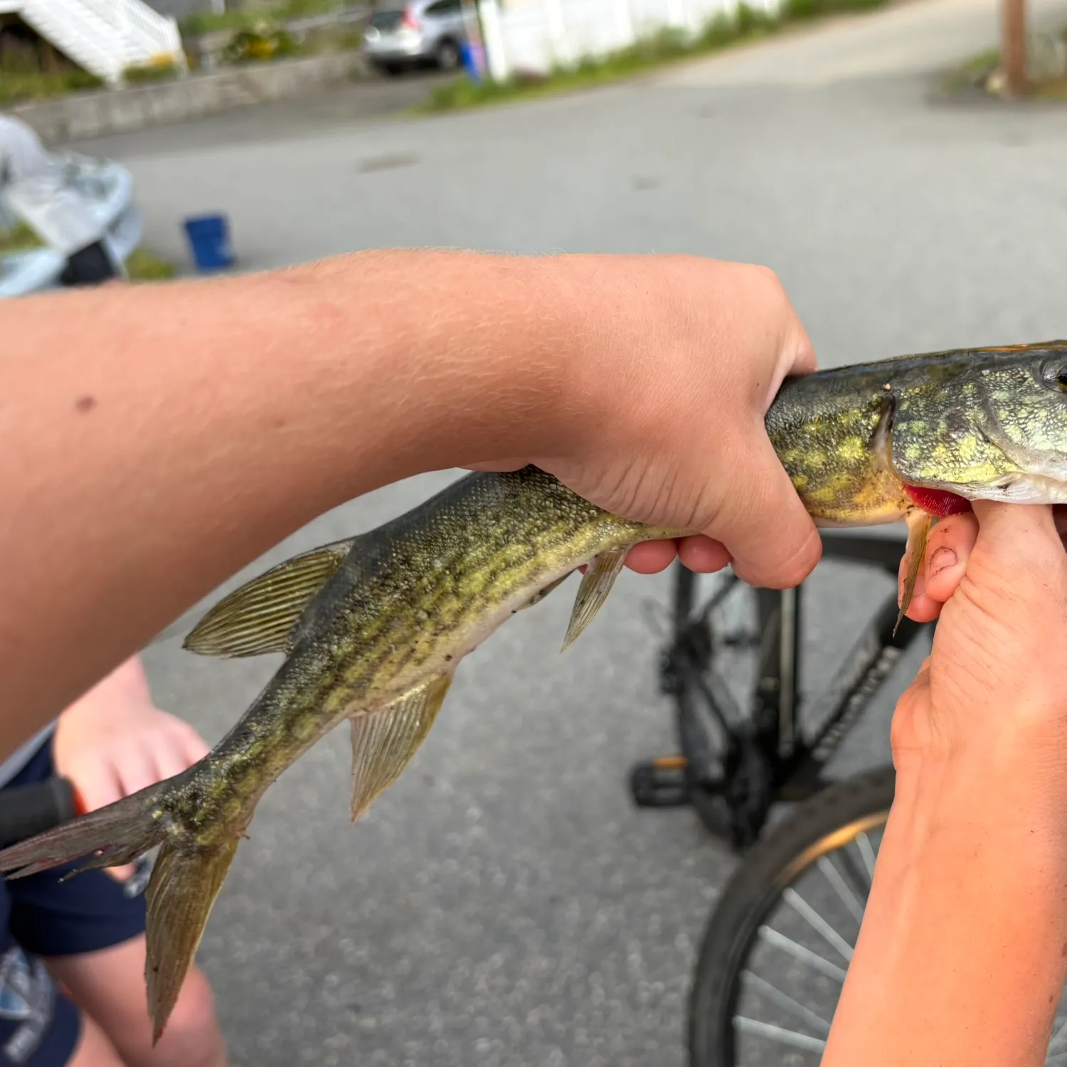 Chain pickerel caught on Fishbrain