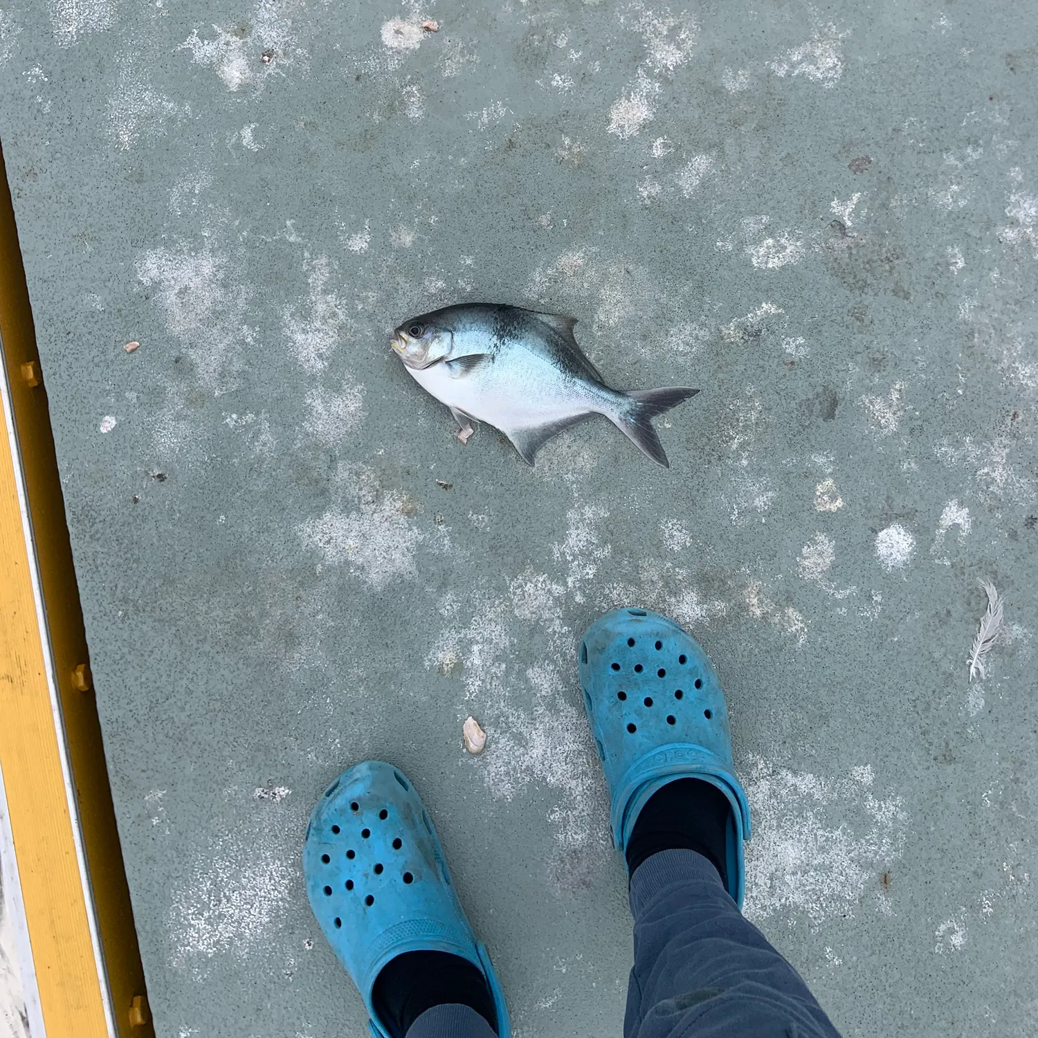 The most recent Island trevally catches on Fishbrain