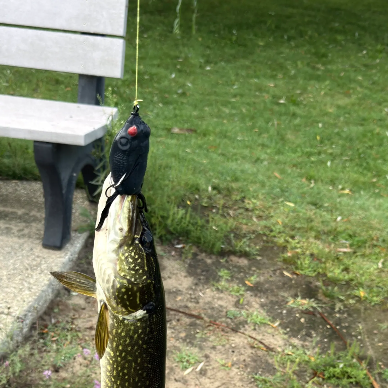 Northern pike caught on Fishbrain
