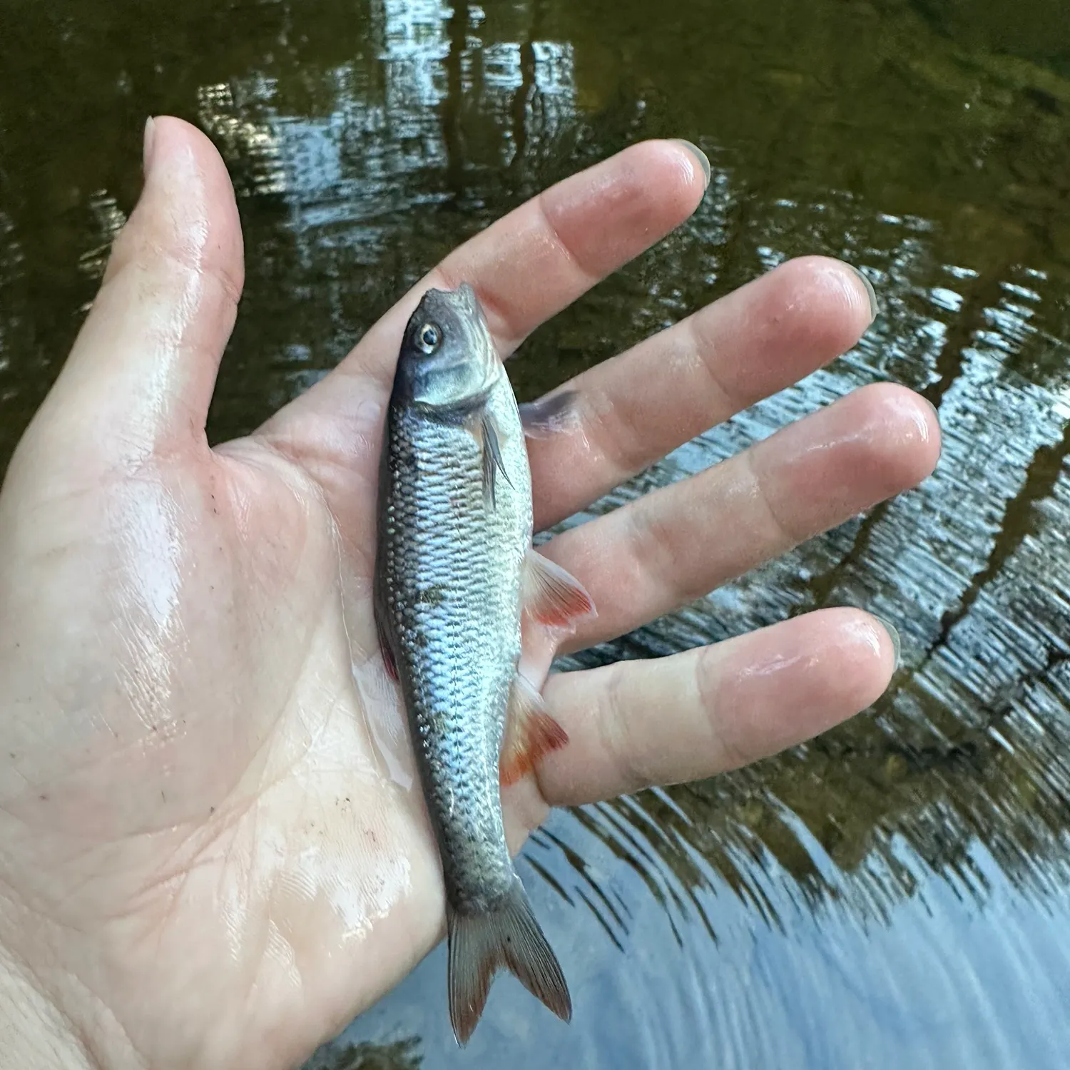 The most recent Common shiner catches on Fishbrain