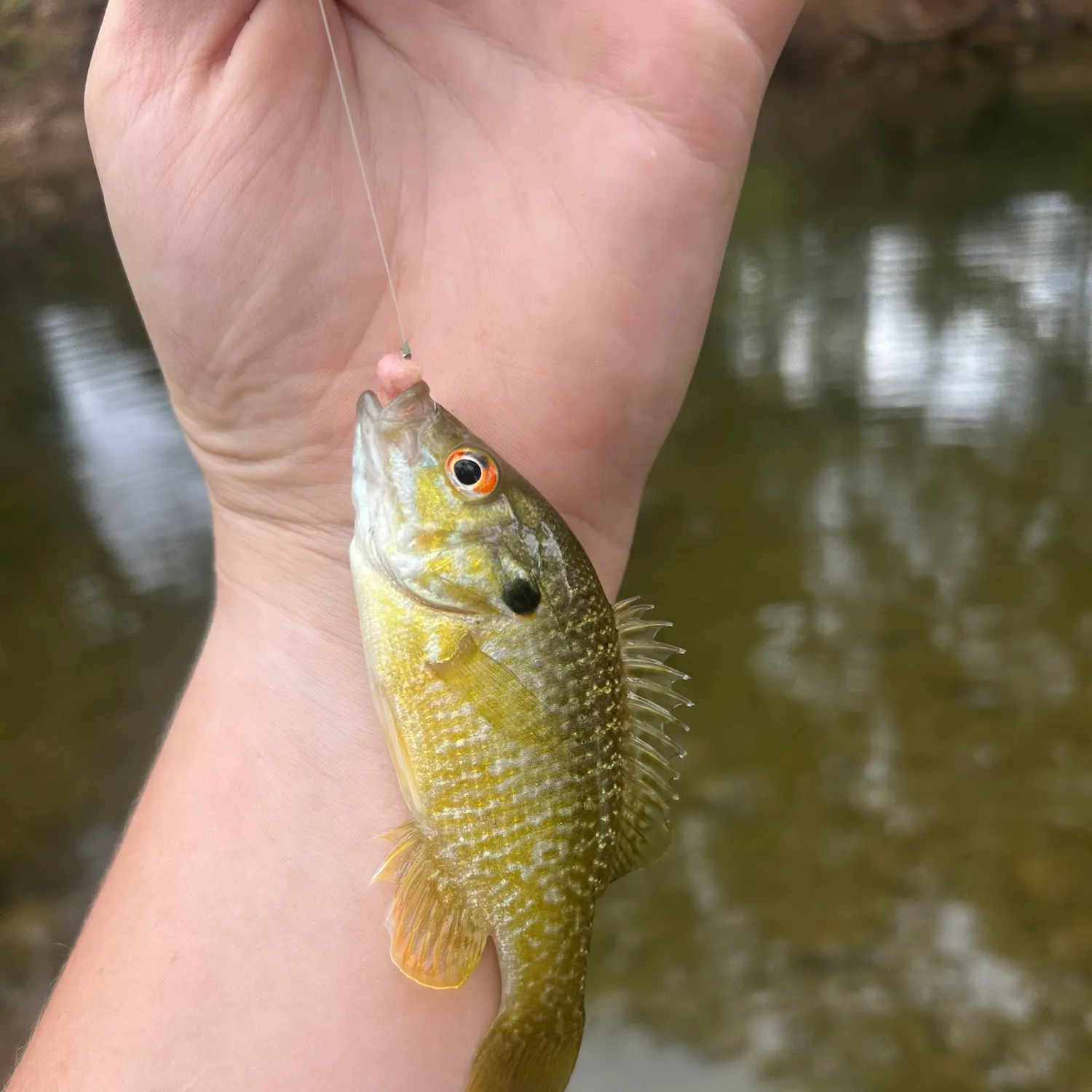 Fish caught on Fishbrain
