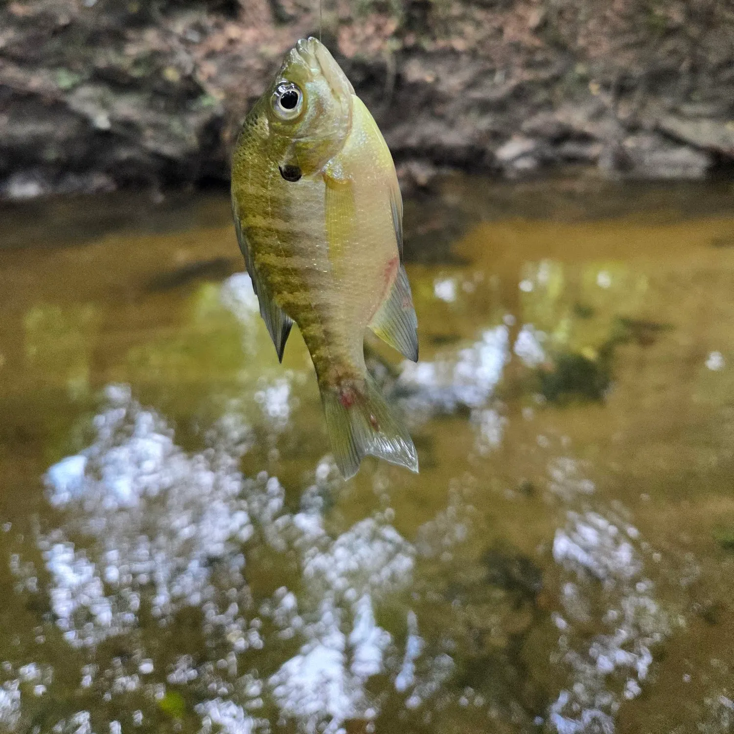 Bluegill caught on Fishbrain