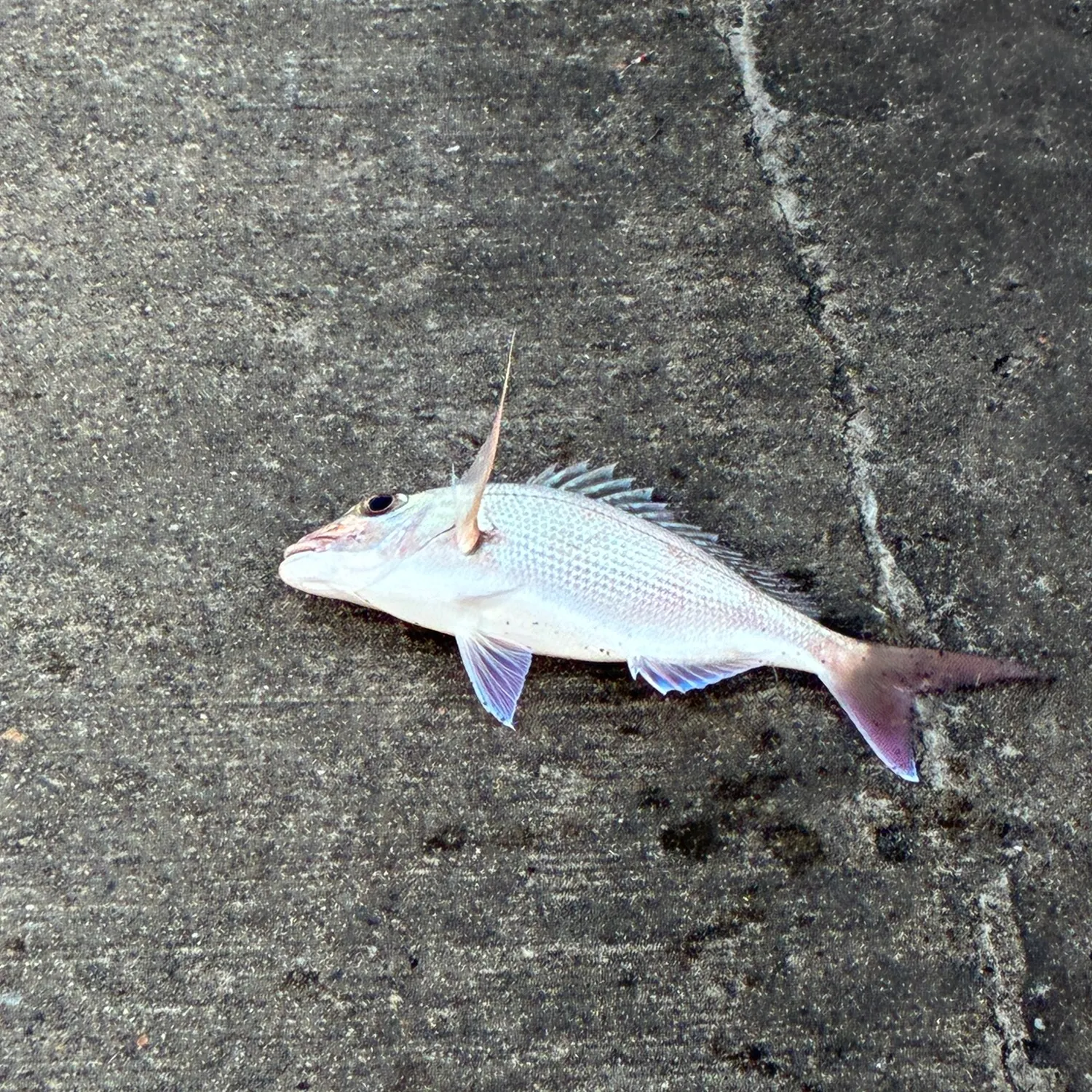 Australasian snapper caught on Fishbrain
