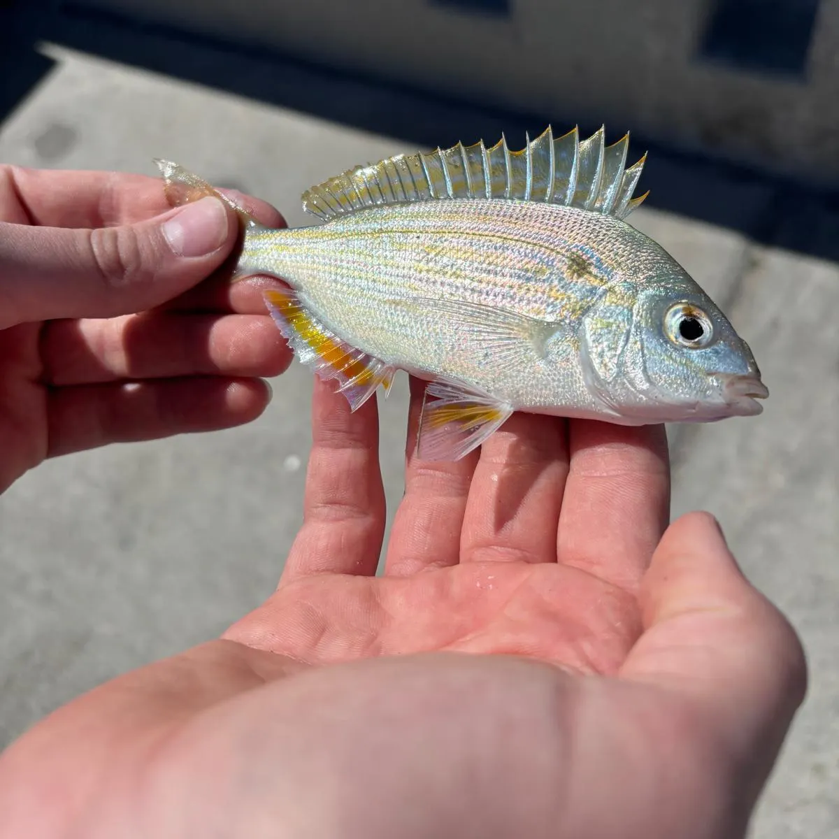 catch