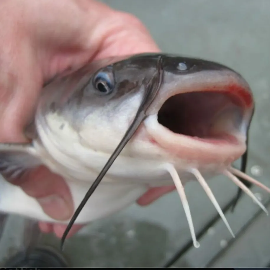 The most recent Granulated catfish catches on Fishbrain