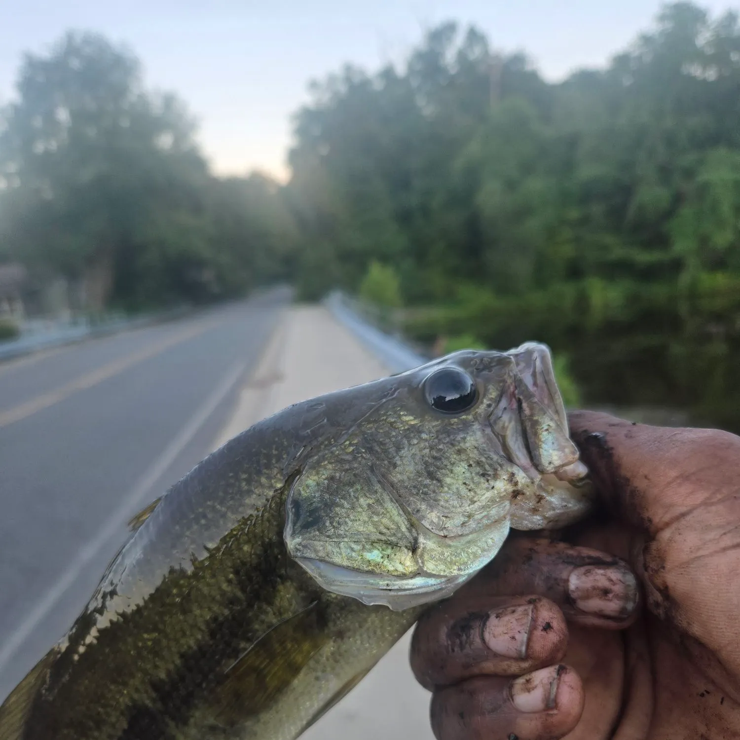 Largemouth bass caught on Fishbrain