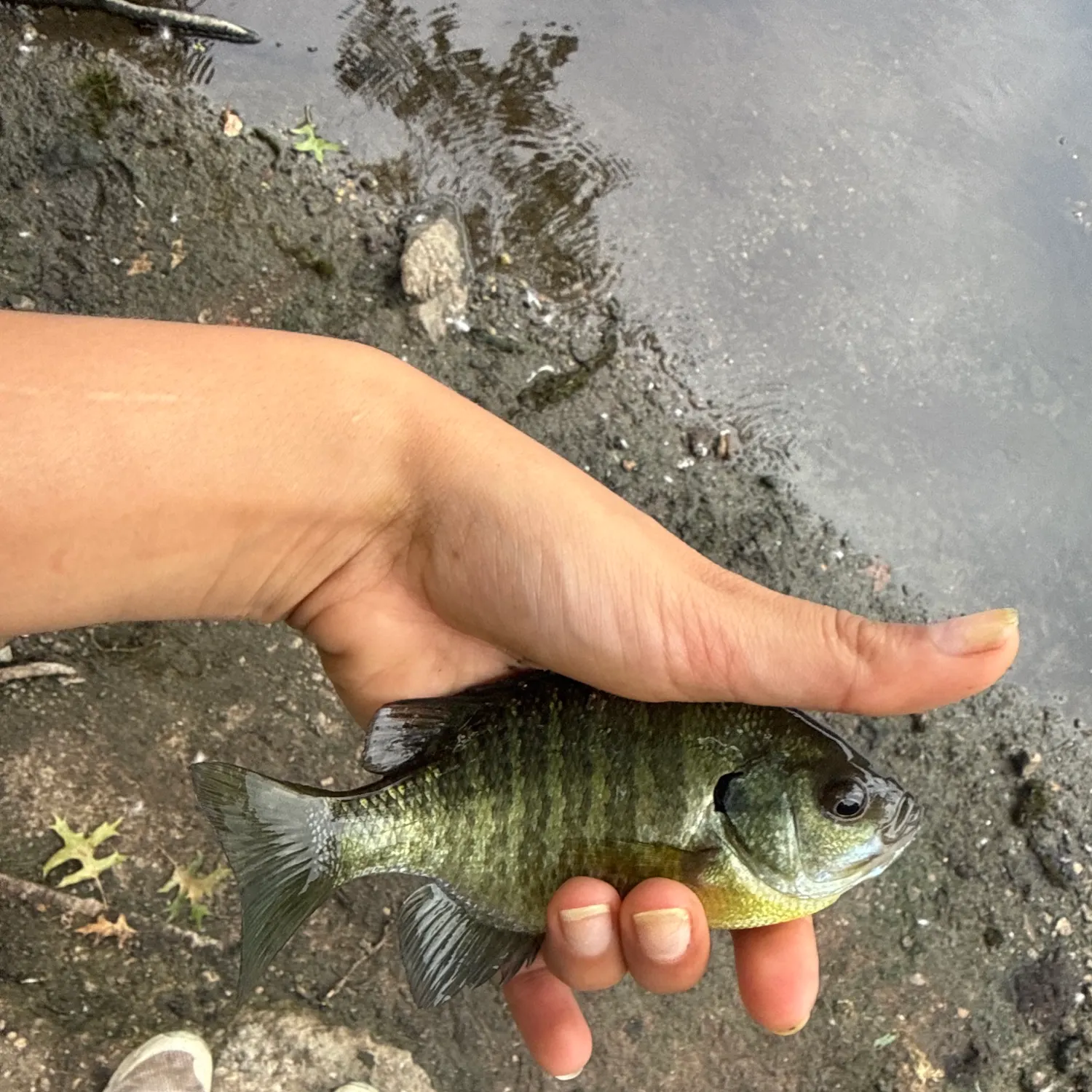 Bluegill caught on Fishbrain