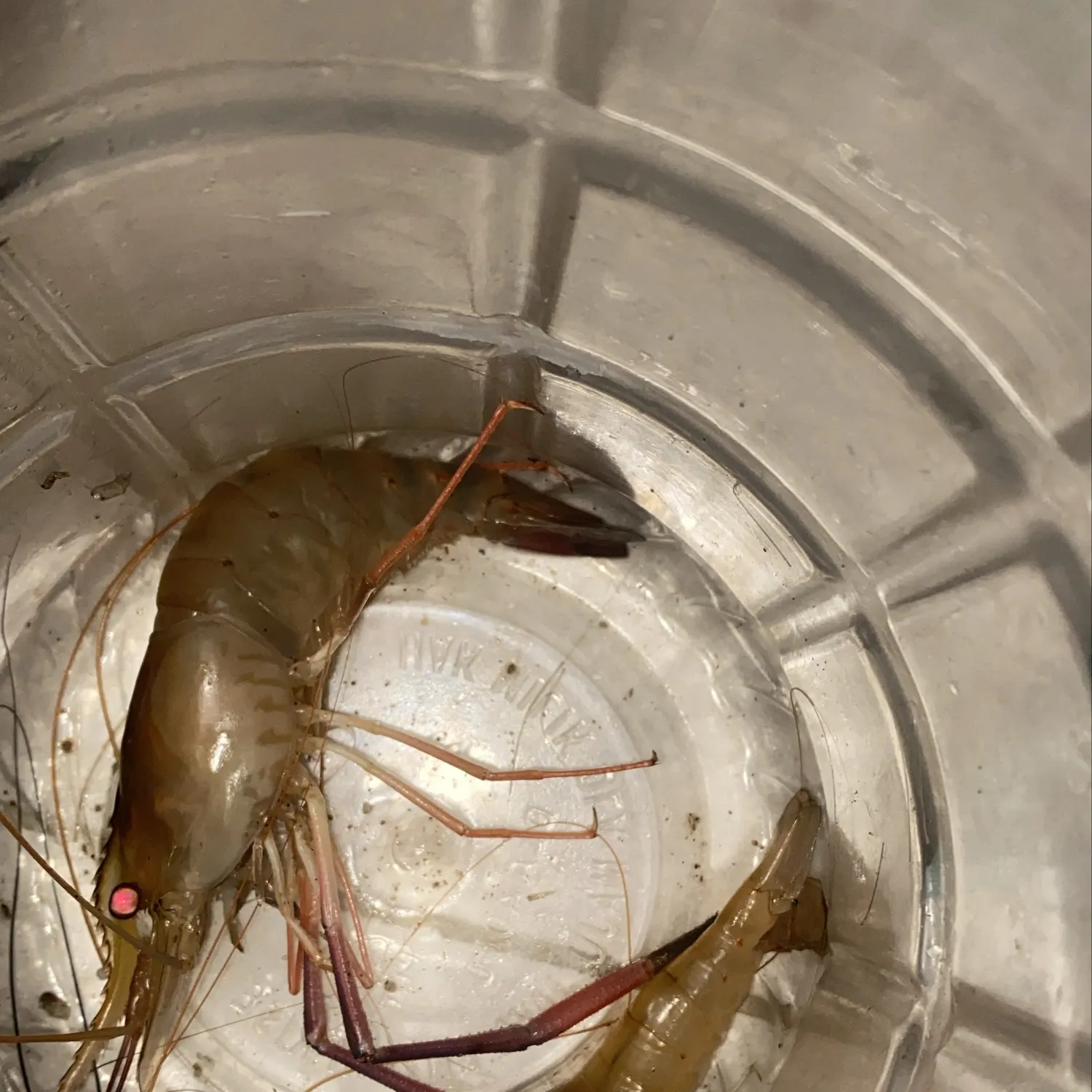 Fish caught on Fishbrain