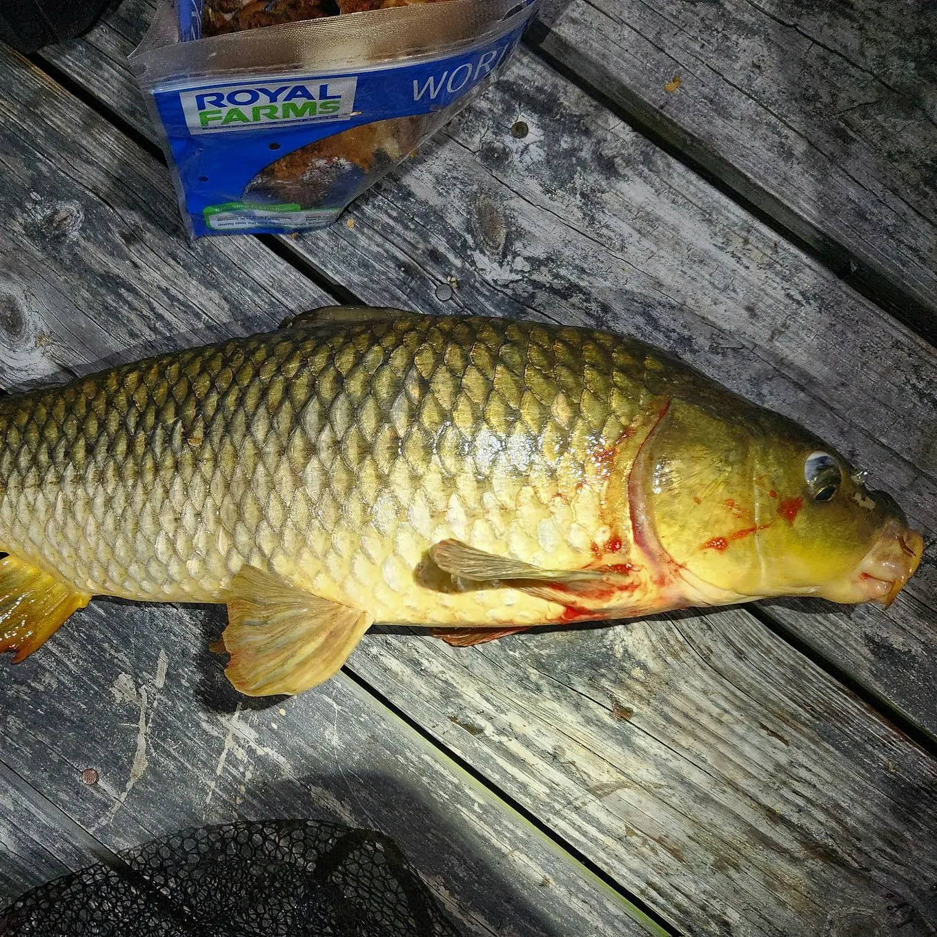 recently logged catches