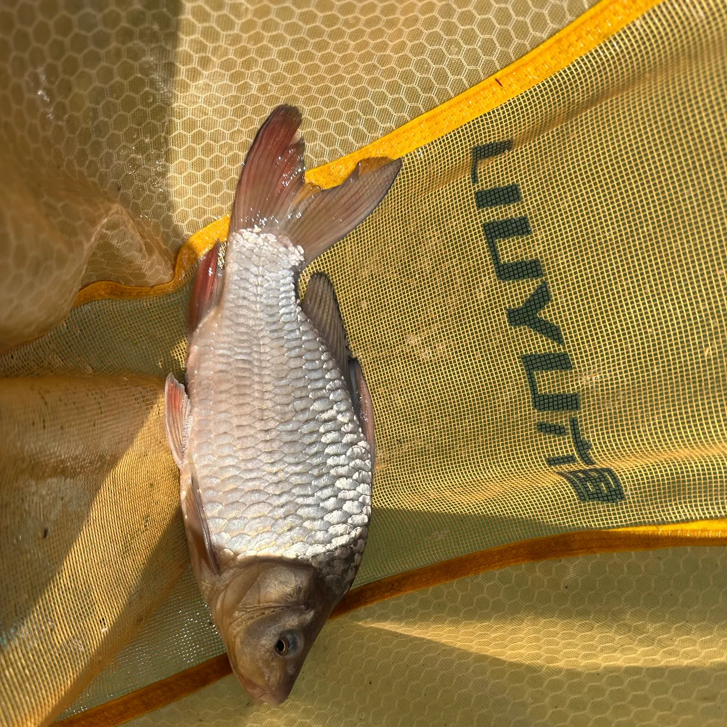 Common carp caught on Fishbrain