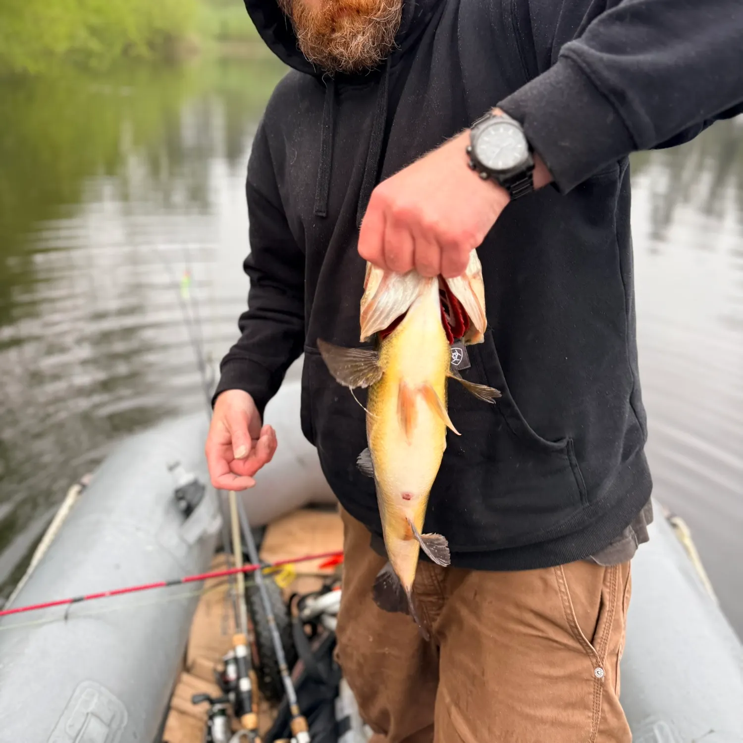 recently logged catches