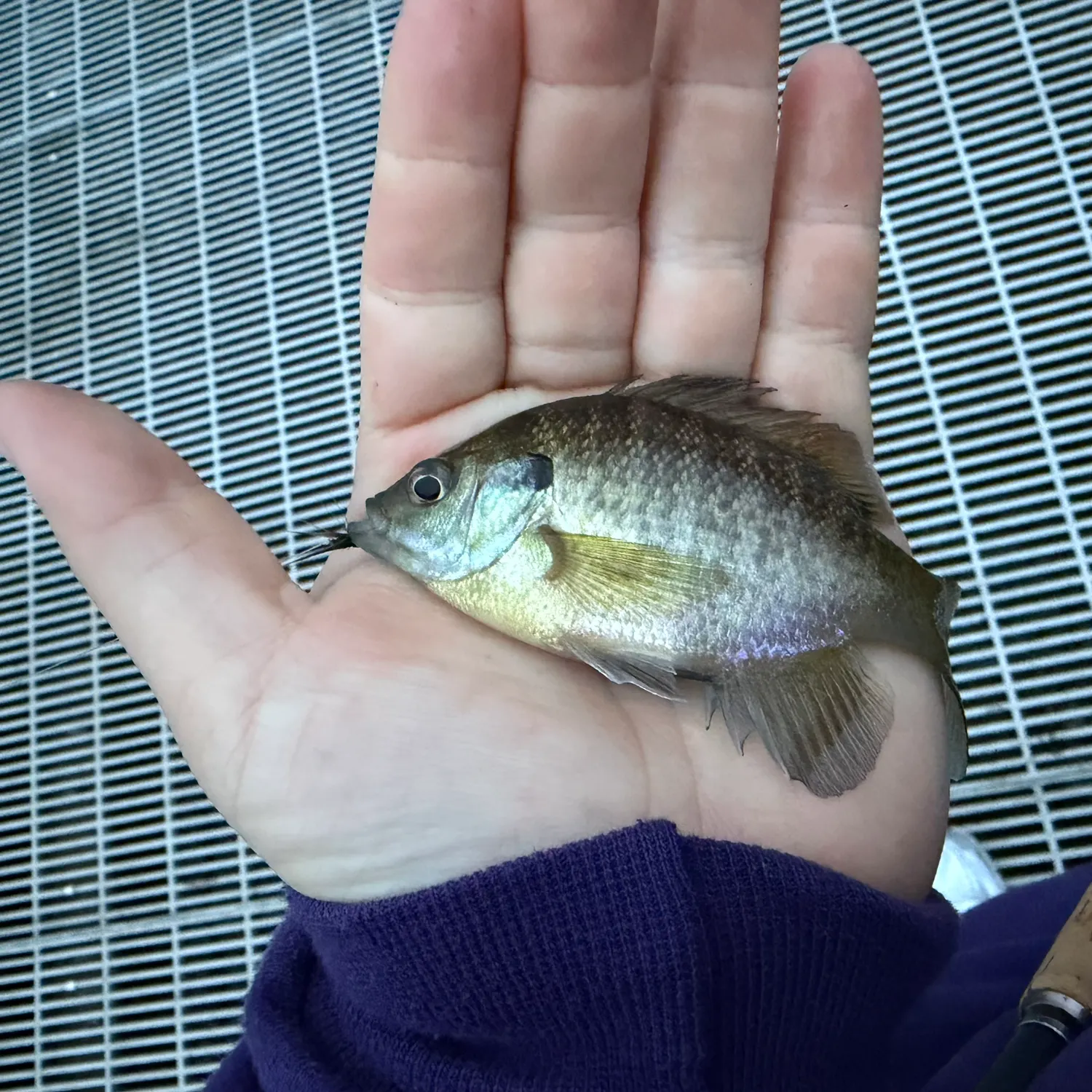Bluegill caught on Fishbrain