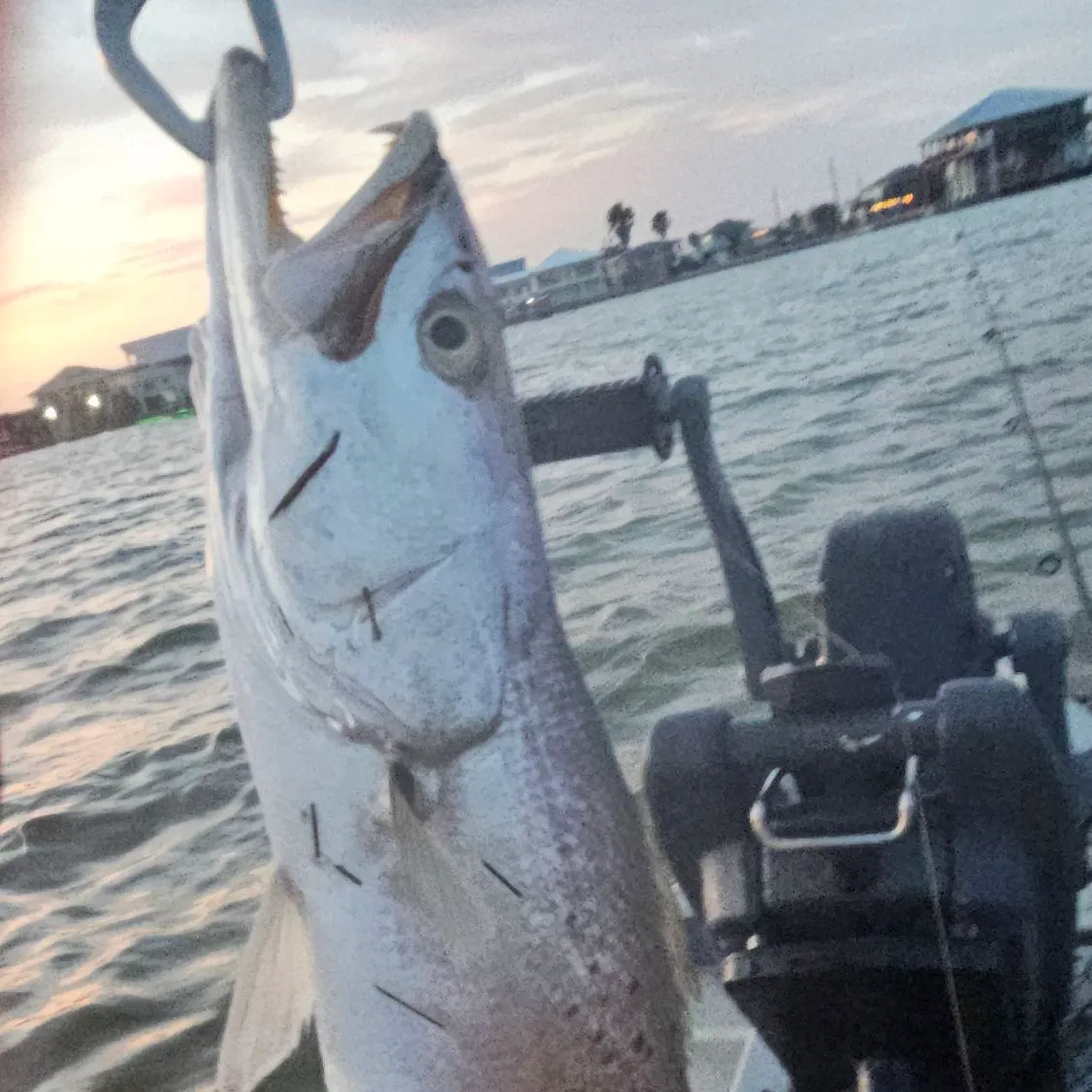 Red drum caught on Fishbrain