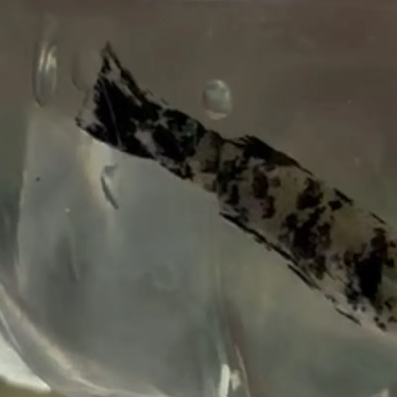 The most recent Guppy catches on Fishbrain