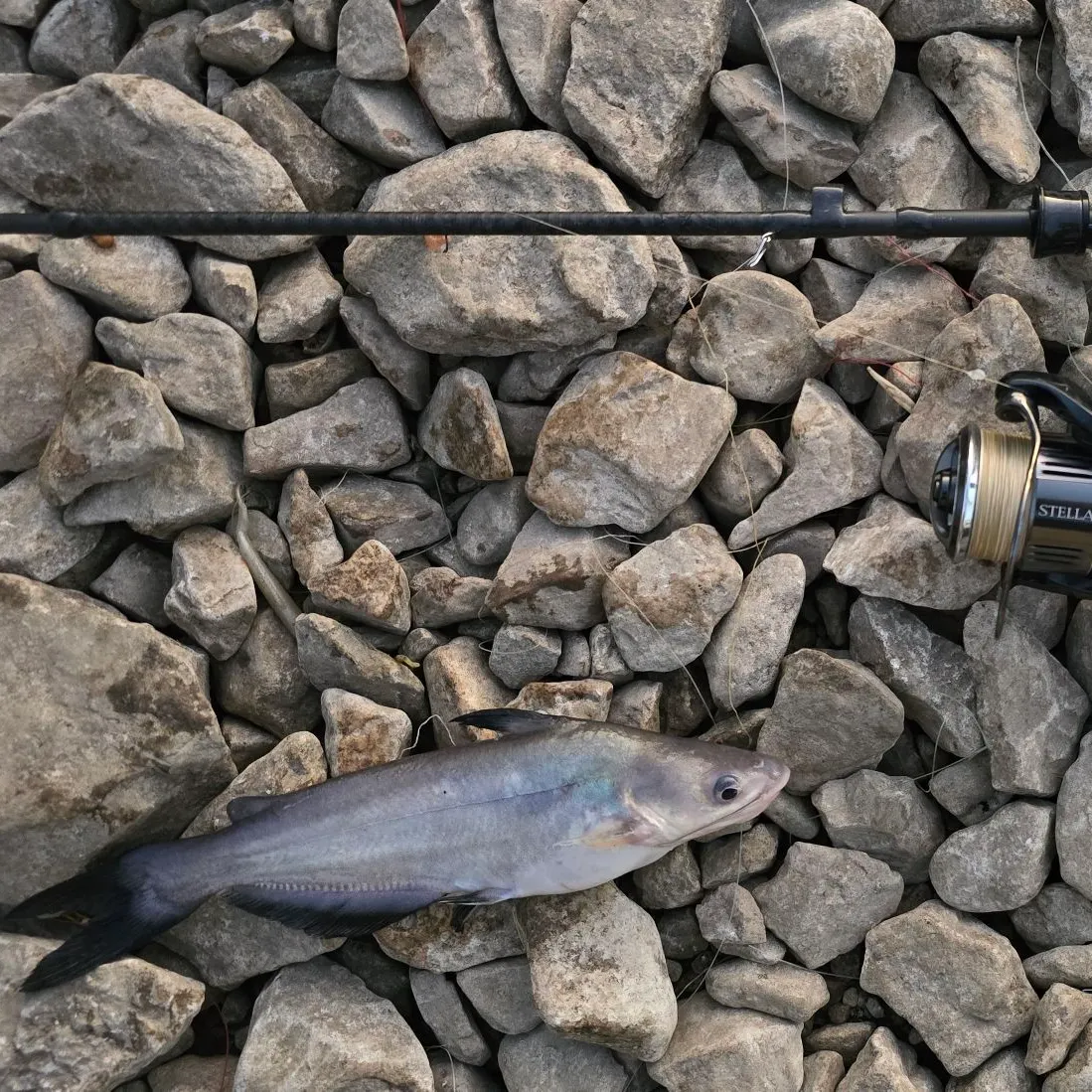 Blue catfish caught on Fishbrain