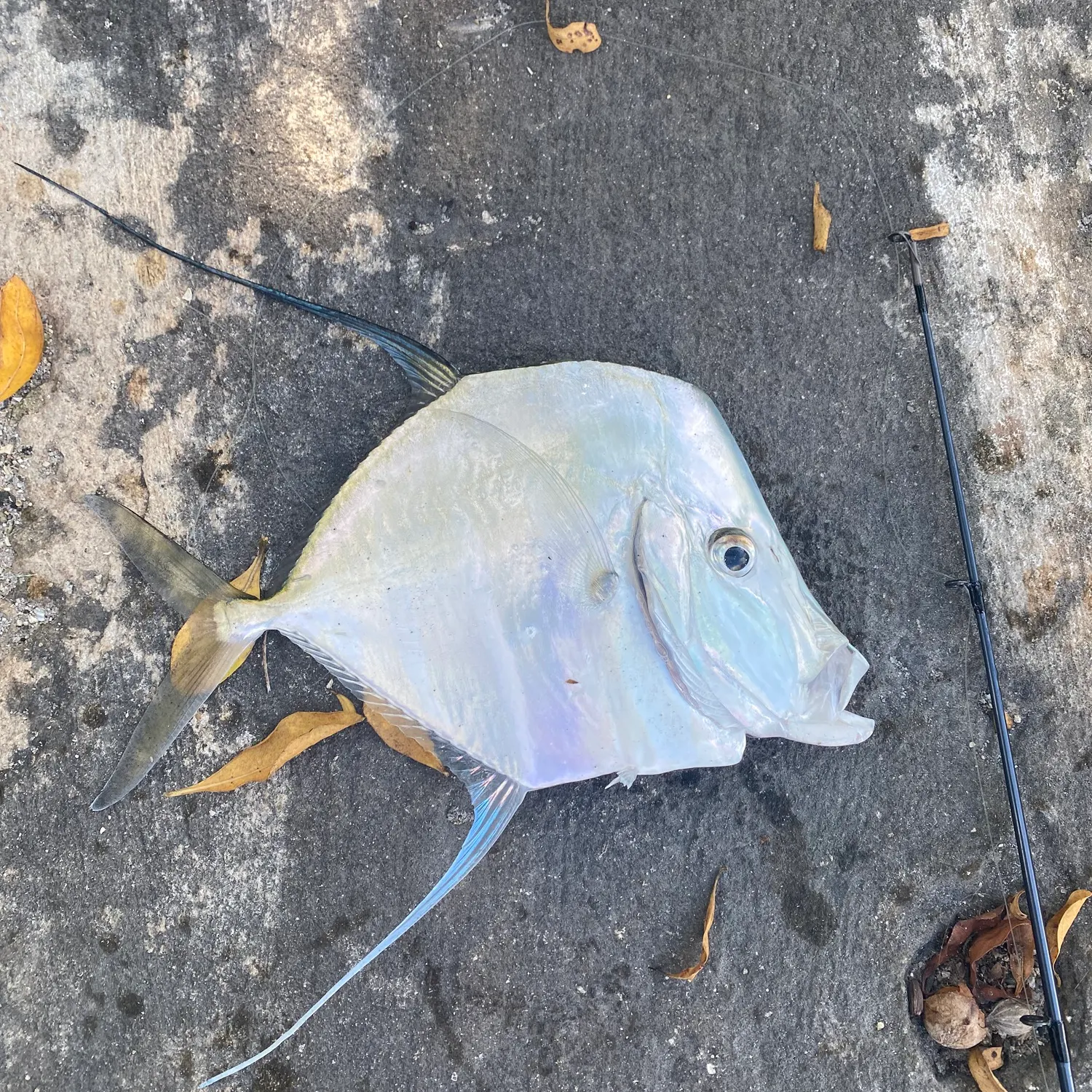 The most recent Lookdown catches on Fishbrain