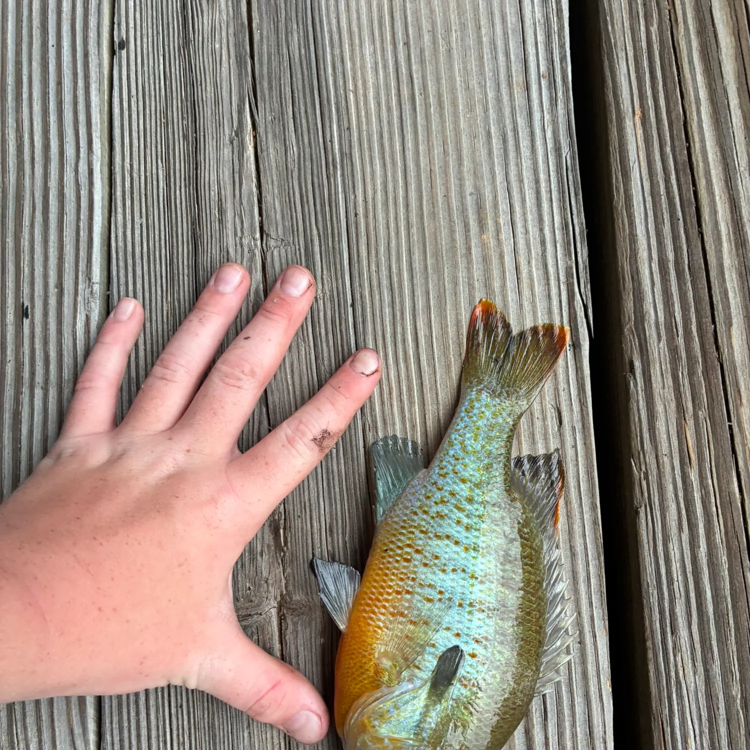 The most recent Redbreast × green sunfish catches on Fishbrain