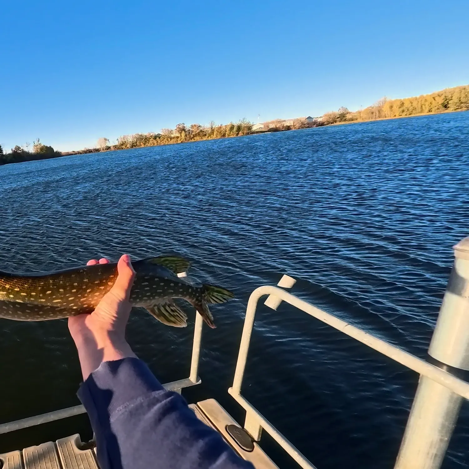 Northern pike caught on Fishbrain