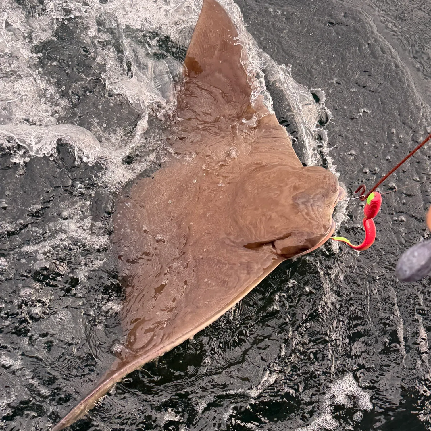 Cownose Ray caught on Fishbrain