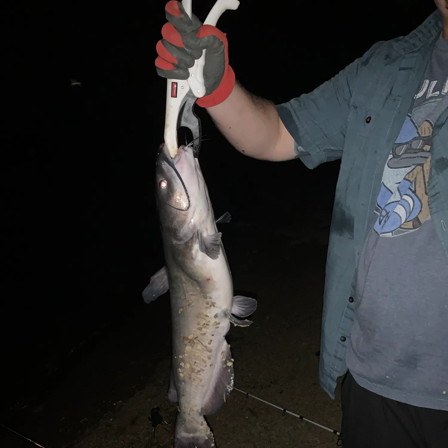 Channel catfish caught on Fishbrain
