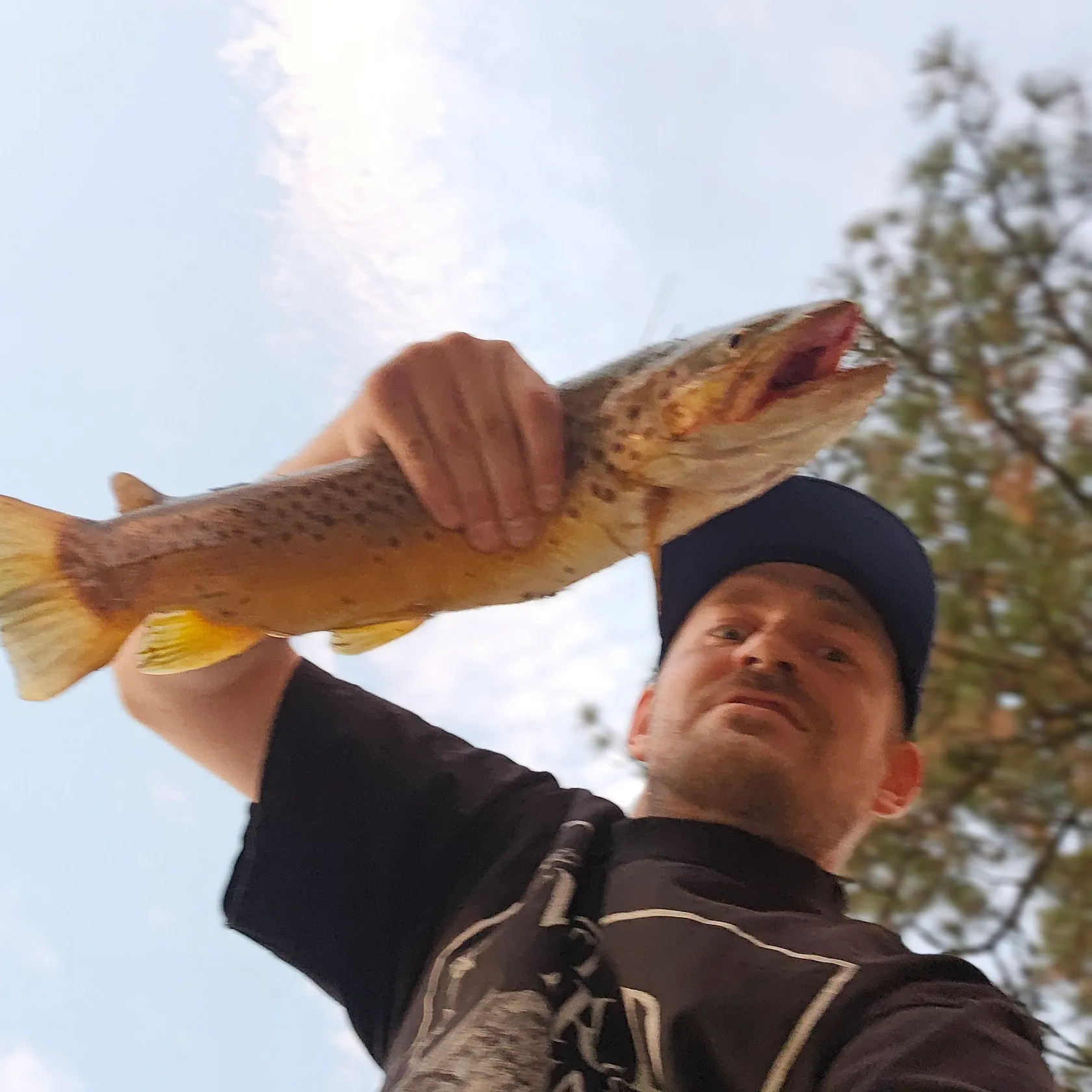 Brown trout caught on Fishbrain
