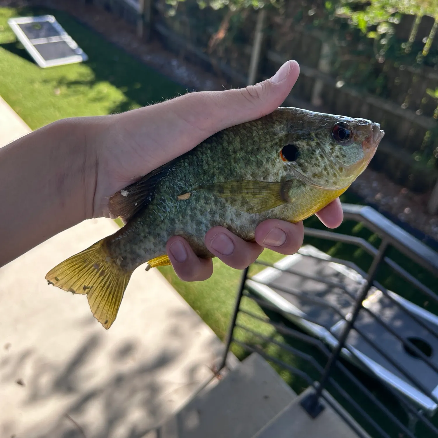 Redear sunfish caught on Fishbrain