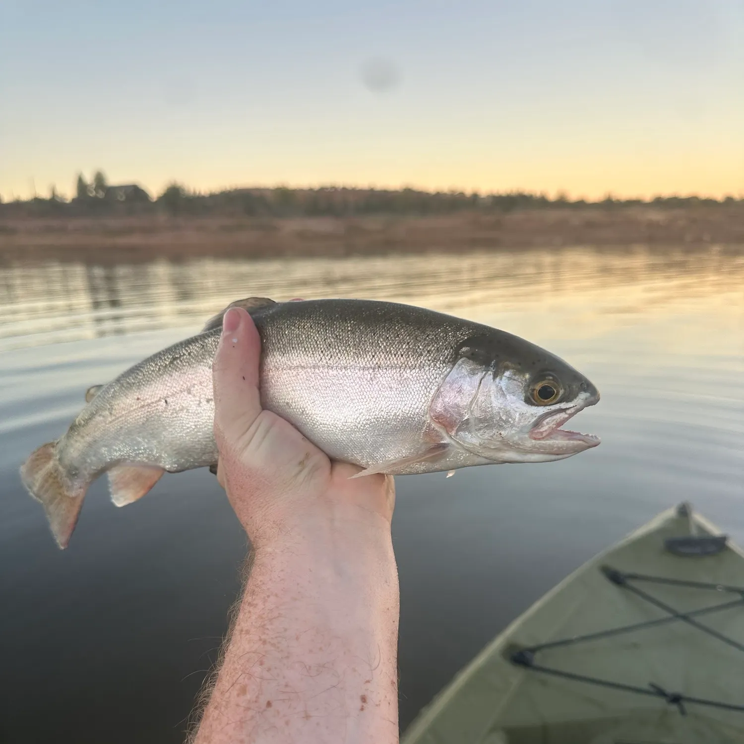 Rainbow trout caught on Fishbrain