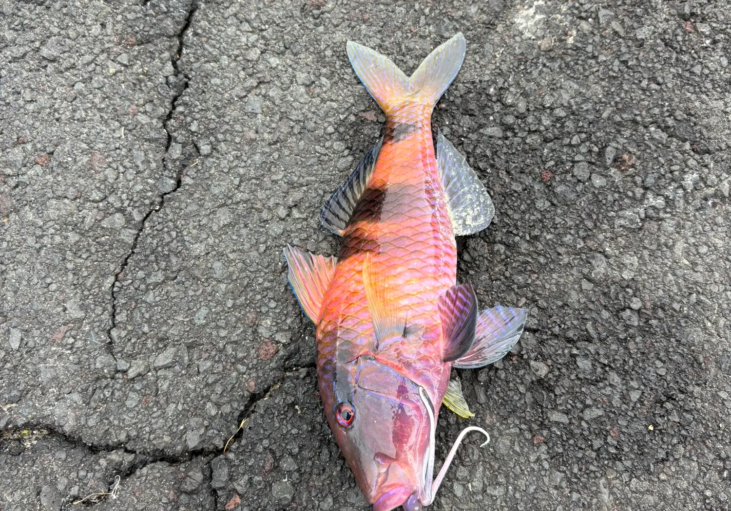 Island goatfish