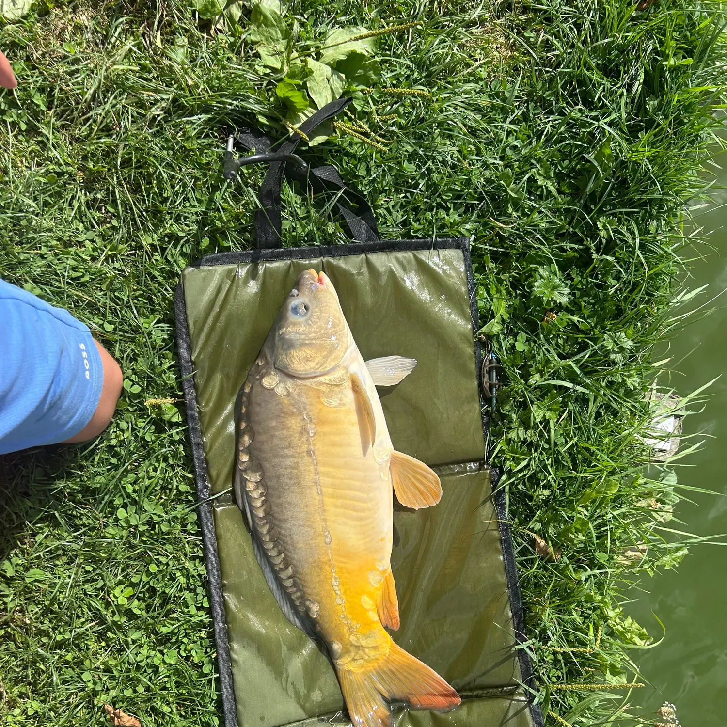 Leather carp caught on Fishbrain