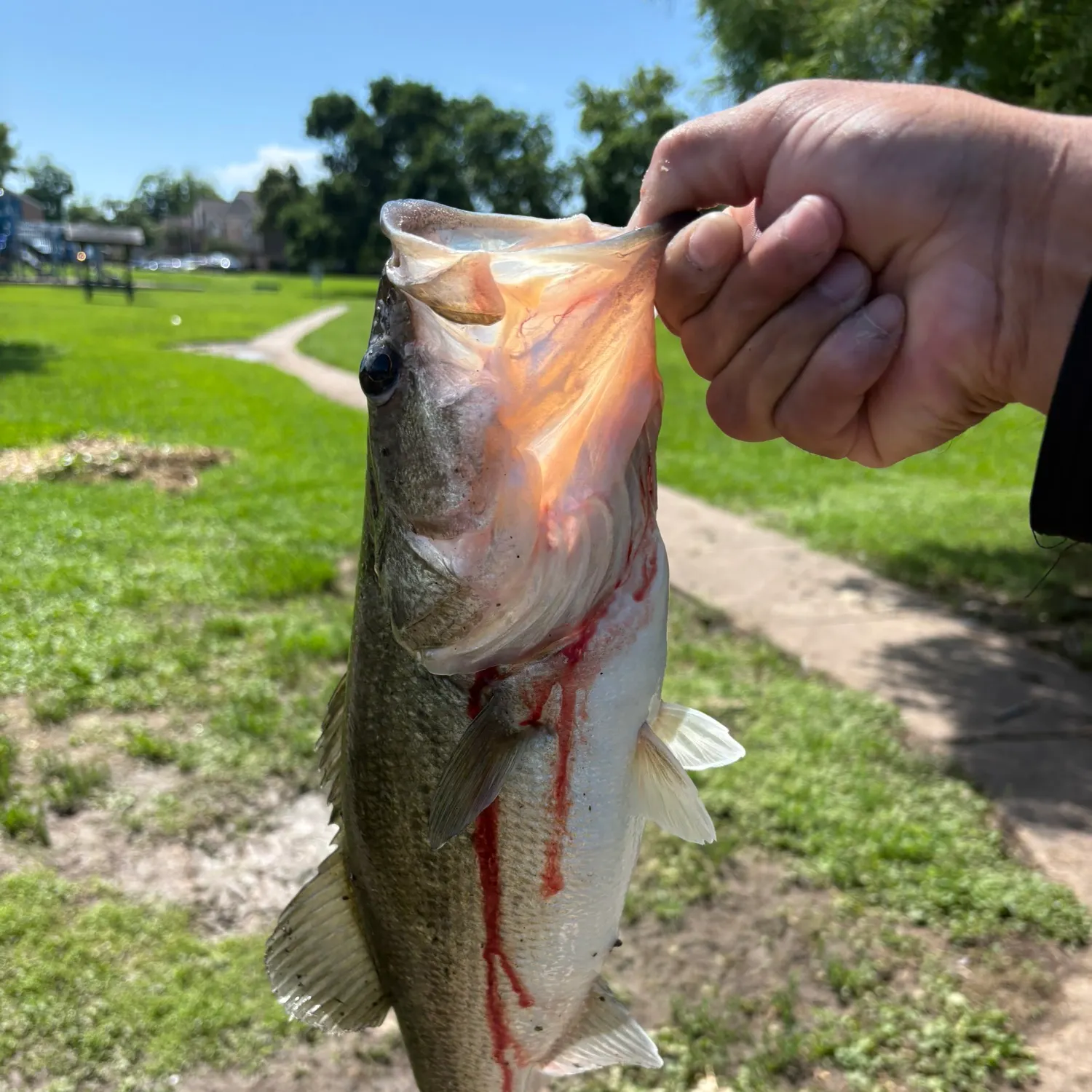 catch