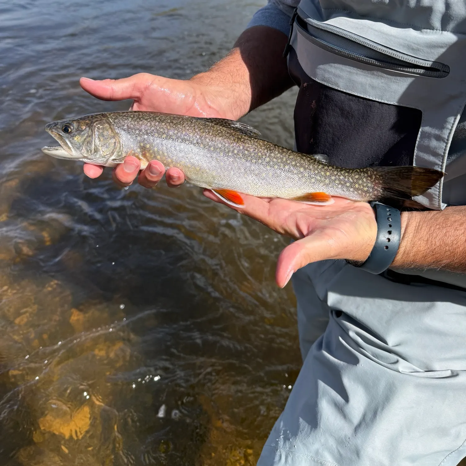 The most recent Splake catches on Fishbrain