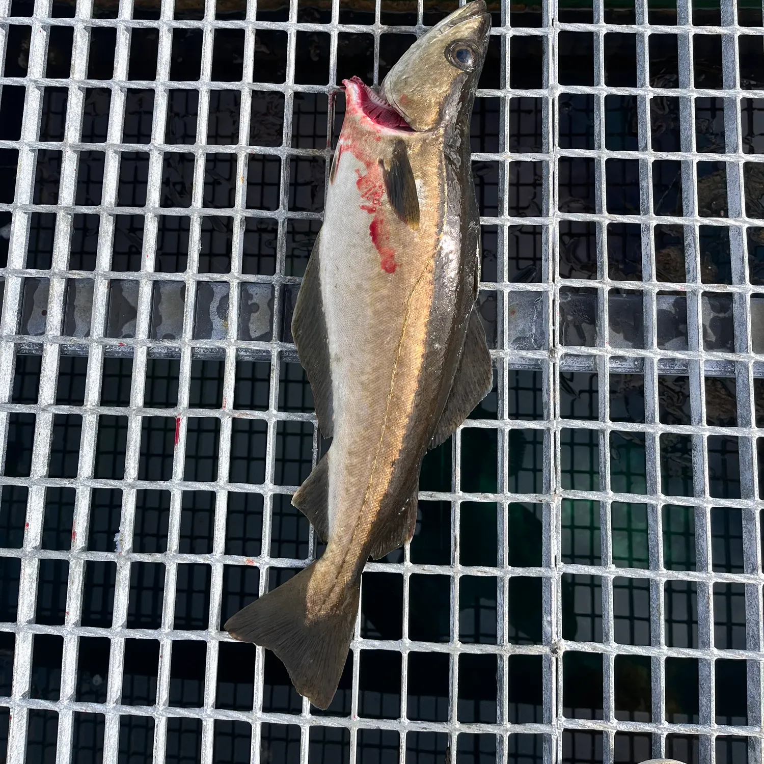The most recent Pollack catches on Fishbrain