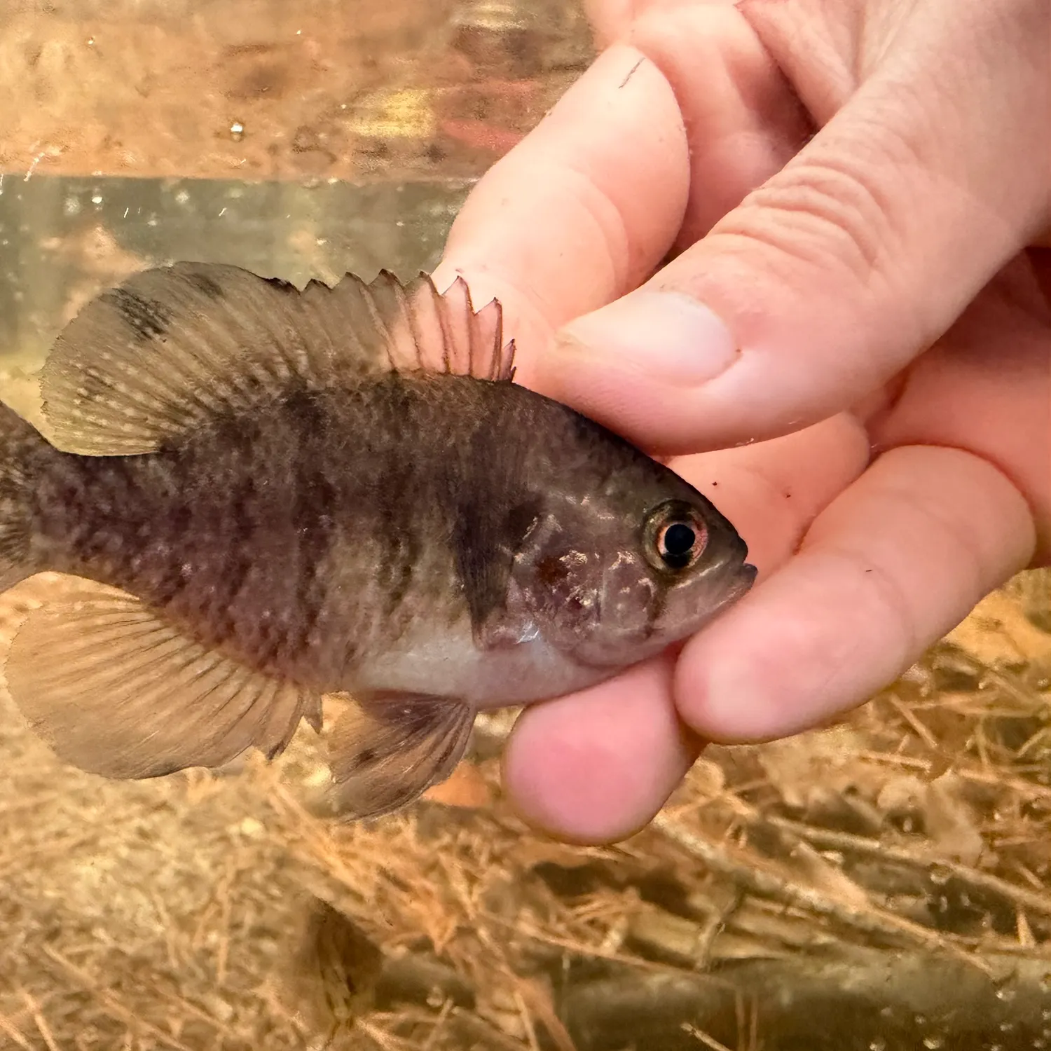 The most recent Banded sunfish catches on Fishbrain