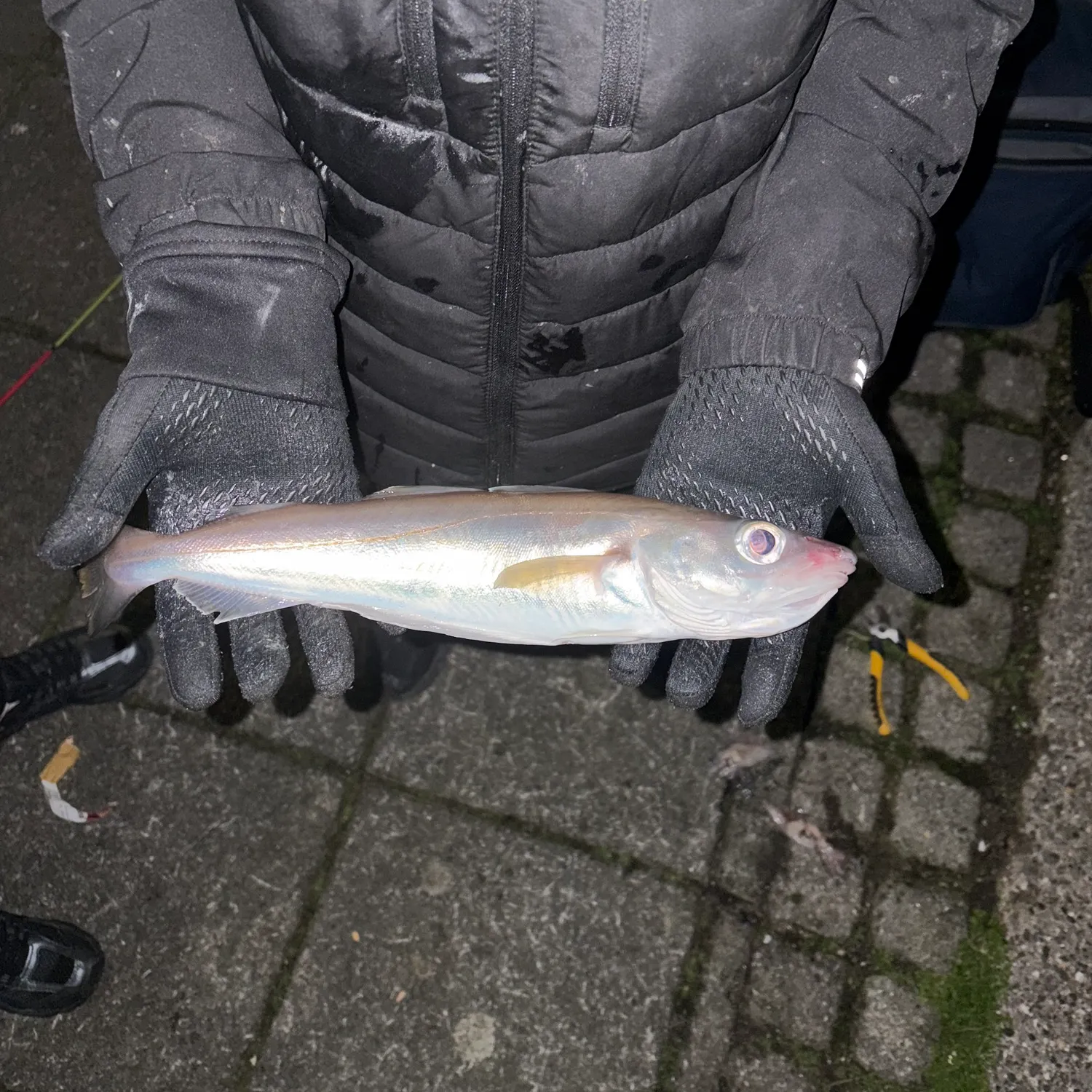 The most recent Whiting catches on Fishbrain