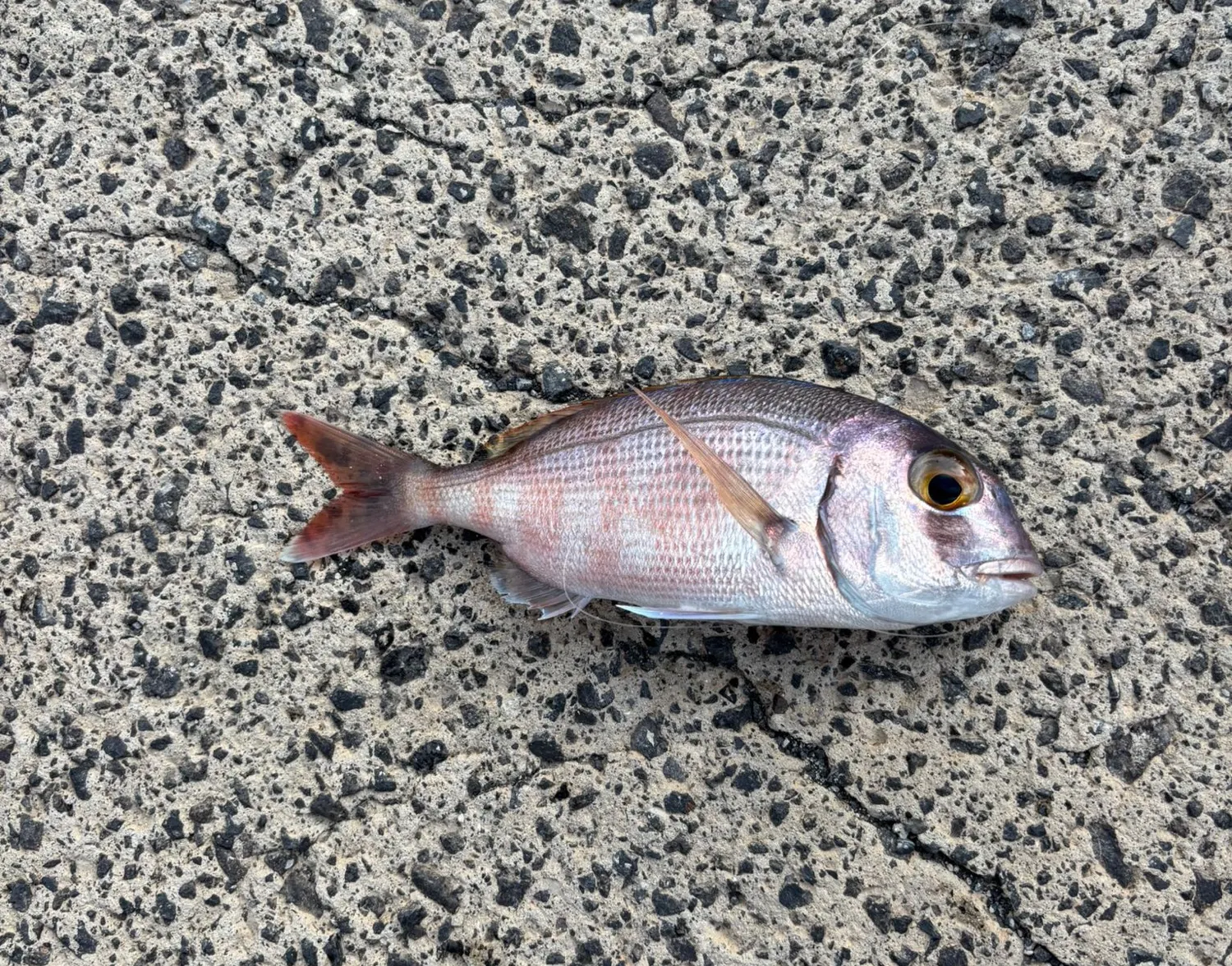 Common seabream